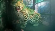 Leopard Lifts Pet Dog and Calf in Thrissur Village, Residents Demand Action