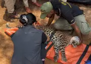 Leopard Rescued from Wire Fence in Kundapur, Released into Wild