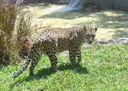 Leopard Spotted at Mercedes-Benz Plant in Pune, Trap Cages Installed