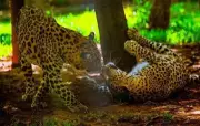 Leopard Surya Dies at Sanjay Gandhi National Park Due to Kidney and Liver Issues