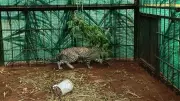 Leopard That Killed Boy Captured in Karnataka