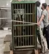 Lioness Sudha Arrives at Etawah Safari Park from Rohtak Zoo for Breeding