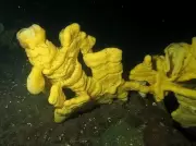 Living Glass Sponge Reefs Discovered Thriving Off British Columbia Coast