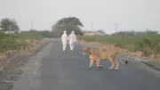 Living with Lions in Gujarat's Amreli: Coexistence and Growing Challenges