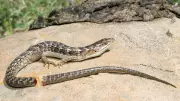Lizards Can Regrow Tails Multiple Times, But Each Regrowth Is Imperfect