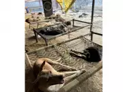 Loki Animal Shelter Rescues Over 3,000 Injured Animals with Free Ambulance