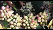 Lotus Sales Spike in Kolkata Markets After BJP's West Bengal Win