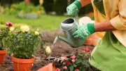 Low-Maintenance Plants for a Fresh Green Home Without Effort