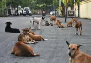 Ludhiana MC Awaits State Directives to Implement SC Order on Stray Dogs