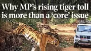 Madhya Pradesh Loses 32 Tigers in 2026: Electrocution, Disease Emerge as Major Threats