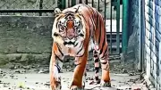 Madhya Pradesh: Most Wanted Tiger Poacher Arrested in Anuppur