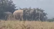 Madras HC directs forest dept to expedite reuniting abandoned elephant calf with herd