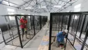 Madurai Corp Upgrades Dog Shelter with Rs 14.10 Lakh Tender