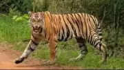 Maharashtra Approves Rs 260 Crore Plan to Curb Human-Wildlife Conflict