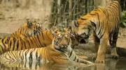 Maharashtra Day 2026: 10 Iconic Animals and Best Places to See Them