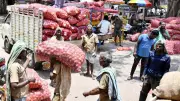 Maharashtra Onion Farmers Face Crisis as Prices Crash Below Production Cost