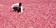Maharashtra onion growers reject Centre's Rs 1,235 per quintal procurement price