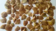Man Arrested for Poaching Pangolin and Selling Scales in Mysuru