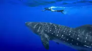 Man dies in shark attack off Queensland coast in Australia