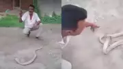 Man Dies Minutes After Attempting to Handle Snake in Viral Video