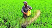 Mandya DC Orders Timely Supply of Quality Seeds, Fertilisers for Monsoon