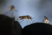 Mandya DC Urges Dengue Precautions as Monsoon Nears