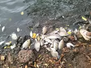 Mangaluru residents test well water after mass fish deaths in Gurupura River