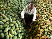 Mango Diplomacy Blooms in Seattle with India's Kesar Mangoes