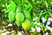 Mango Fair 'Maavu Mela' to Be Held at Kadri Park in Mangaluru from May 28-31