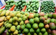 Mango Output in Raichur Drops by 50% Due to Weather Issues