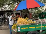 Mango Prices Drop in Jaipur as Fresh Arrivals Increase