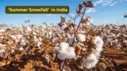 Manipur's Summer Snowfall: A Surreal Natural Phenomenon