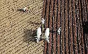 Marathwada Farmers Face Crisis Due to Diesel Shortage Before Kharif Sowing