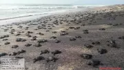 Mass Hatching of Olive Ridley Turtles Begins at Rushikulya River Mouth