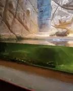 Massive Green Anacondas Bred at Madras Crocodile Bank Now on Display