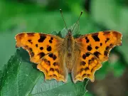 May Garden Magic: Plant Shasta Daisies and Petunias for Butterflies