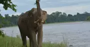Mega Projects in Arunachal Pradesh Fuel Human-Elephant Conflicts: Study