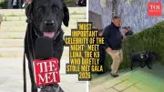 Met Gala 2025: Internet Falls for Luna, the Security Sniffer Dog