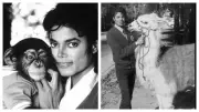 Michael Jackson's Beloved Pets: Inside the King of Pop's Neverland Menagerie