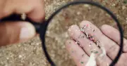 Microplastics Found in Brain Linked to Higher Stroke and Dementia Risk