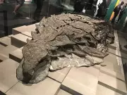 Miner's Discovery of Armoured Dinosaur Borealopelta Stuns Scientists