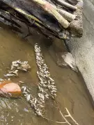 Miscreants Use Copper Sulfate to Kill Fish Near Shishileshwara Temple in Mangaluru