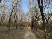 Miyawaki Plantation Plan on Pune's Vetal Tekdi Sparks Ecological Debate