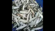 MMC Imposes Strict Ban on Wholesale Fish Sale in Vasco City from May 23