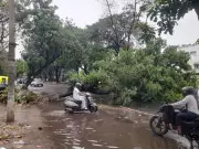 Mohali's Nightmare: Uprooted Trees, Snapped Cables, Blocked Roads, Damaged Cars