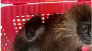 Monkey Bridges and Citizen Scientists Help Save Malaysia's Dusky Langurs