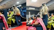 Monkey Casually Joins Government Workshop in Gujarat, Stuns Attendees