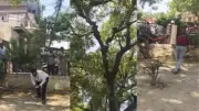 Monkey snatches bag with ₹2 lakh cash at UP court, climbs tree