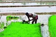 Monsoon Sowing Delayed in Kochi as Pokkali Fields Not Plowed Due to Order Error