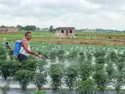 Monsoon Uncertainty, Price Pressures to Impact Indian Agrochemical Performance
